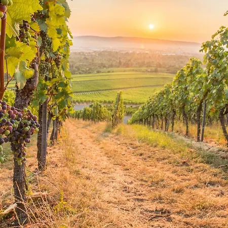 Stilvolle *rebland* Balkon-netflix-parking Appartement *